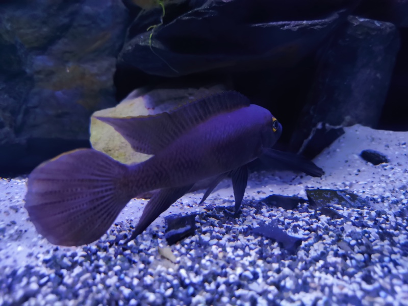 Neolamprologus pectoralis 'Tembwe (Deux)'